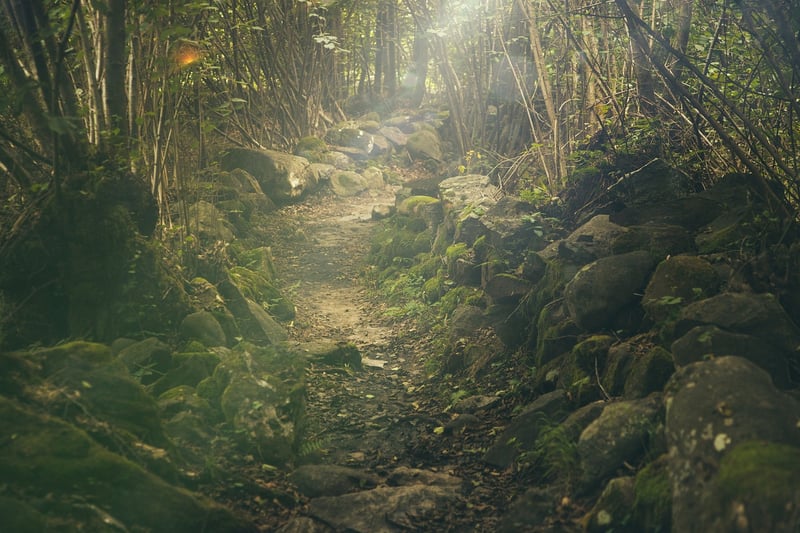 Woman in a forest